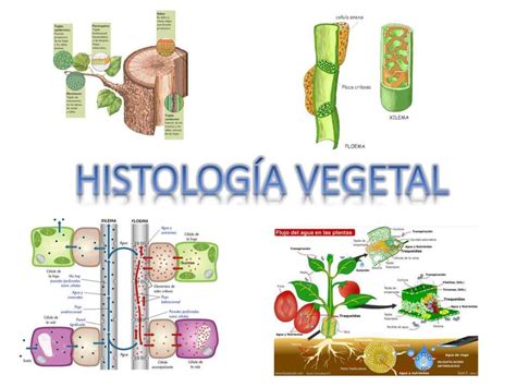 Histologia Vegetal - HISTOLOGIA VEGETAL | Biología | tejidos vegetales | Wikisabio