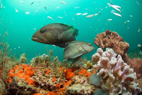 Black Sea Bass | NOAA Fisheries