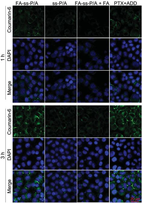 Clsm Images Of Hct Ptx Cells Treated With Fa Ss P A Ss P A