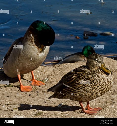 Prized Table Ducks Hi Res Stock Photography And Images Alamy