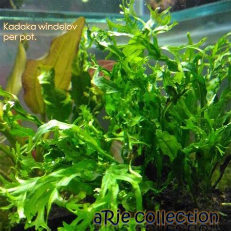 Kadaka Windelov Per Pot Tanaman Air Untuk Aquascape Aquarium Lazada