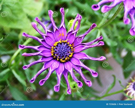 Crazy flower stock photo. Image of breezy, bedding, close - 733606