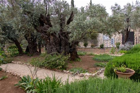 Olive Trees in the Biblical Garden of Gethsemane, Where Jesus Prayed ...