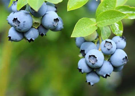 How To Grow Blueberries