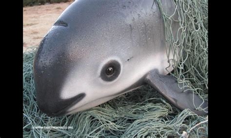 The vaquita: 5 Facts about the most endangered marine mammal | Stories ...