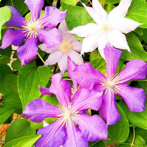 Simple to Grow(Clematis)Garden Planting - Walmart.com