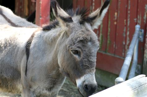 Donkey Free Stock Photo - Public Domain Pictures
