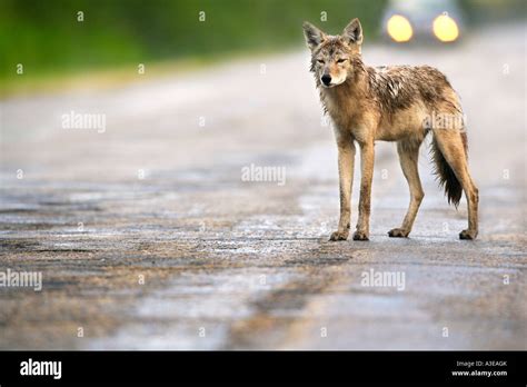 Coyote on road Stock Photo - Alamy