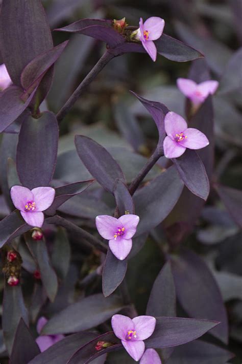 Purple Heart Plant Care Guide: How To Grow Purple Heart, 44% OFF