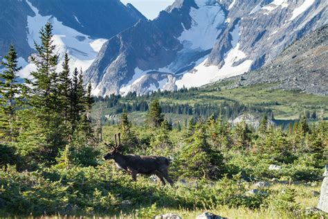 Mountain Caribou Initiative: A visual journey into the imperiled world ...