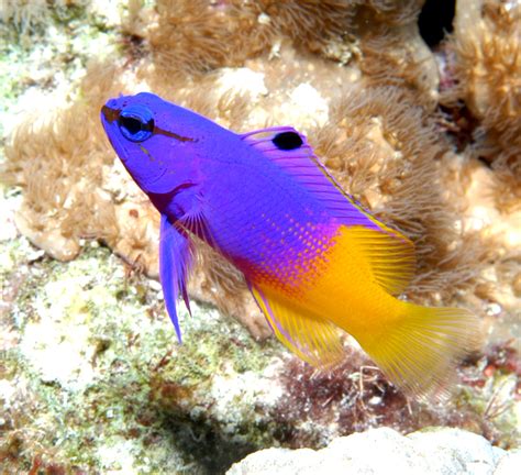 Saltwater Fish Wallpaper - WallpaperSafari