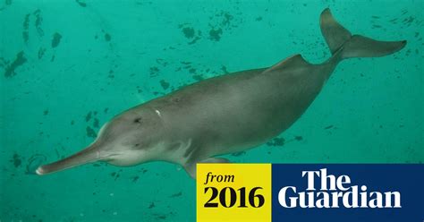 Chinas Extinct Dolphin May Have Returned To Yangtze River Say