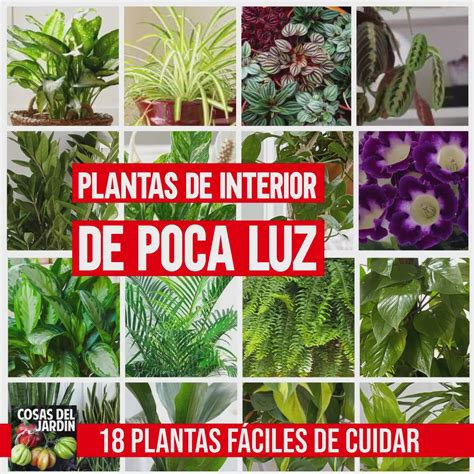 Details Imagen Plantas De Sombra Interior Abzlocal Mx