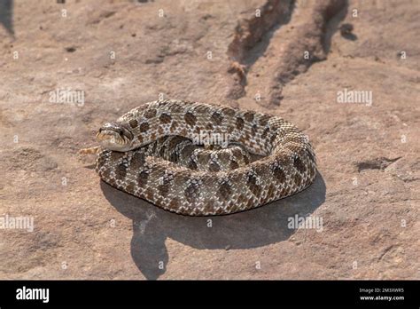 Cute Western Hognose Snake Heterodon Nasicus Stock Photo Alamy