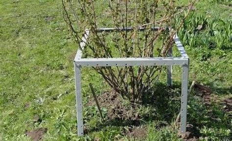 5 кустодержателей для смородины своими руками из пластиковых труб: как ...