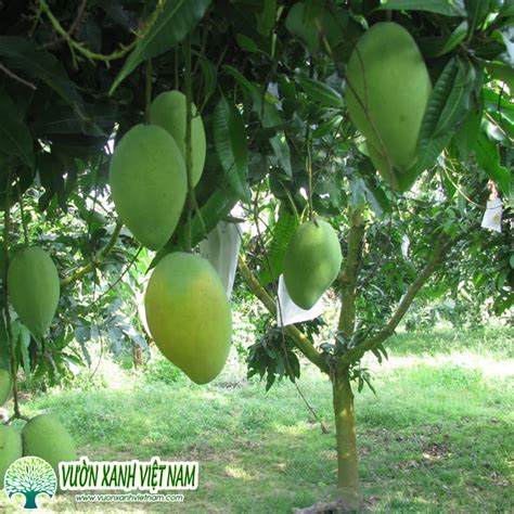 cay xoai cay  qua mua ban du kich thuoc lon nho