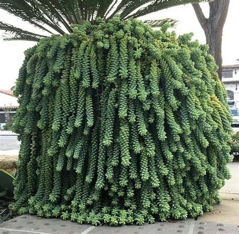 Sedum Morganianum Burros Tail Planting Succulents Sedum Cacti And