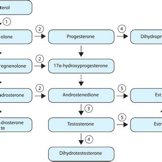 PDF Cellular And Molecular Mechanisms Of The Effects Of Sex Hormones On The Nervous System