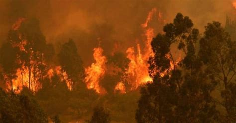 Senapred declara Alerta Roja en Marchigüe por incendio forestal