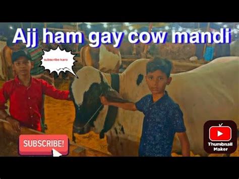 Ajj Ham Gay Ha Cow Mandi Bhot Maza Aya Youtube