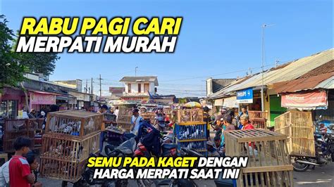 Awas Ngiler Pagi Ini Berburu Merpati Dipasar Rabu Ketemu Merpati Super