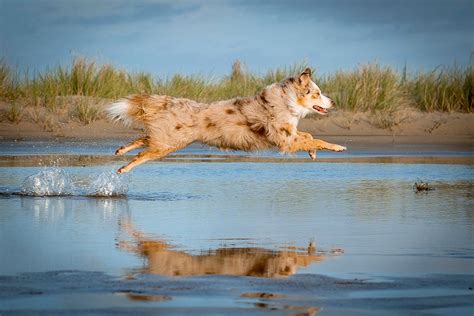 Actionfotos Tipps Hunde In Bewegung Fotografieren