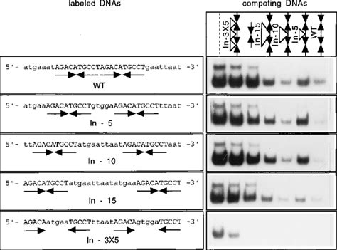 Binding of p53 segment 1-360 to the p53 consensus sequence with ...