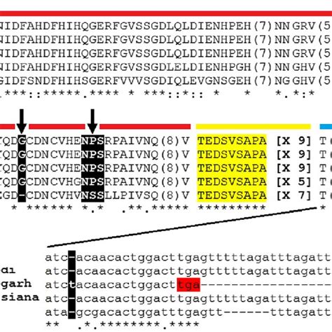 Phylogenetic Analysis Of Ehrlichia Canis Trp36 Sequences Identified In