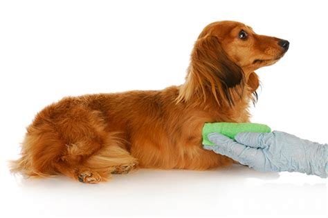 Стерилизация собак: за и против. Собаки после стерилизации ...