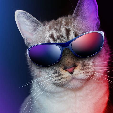 [100+] Cool Cat Wallpapers | Wallpapers.com