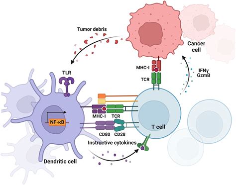 Frontiers Toll Like Receptors In Breast Cancer Immunity And Immunotherapy