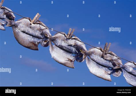 drying  fish stock photo alamy