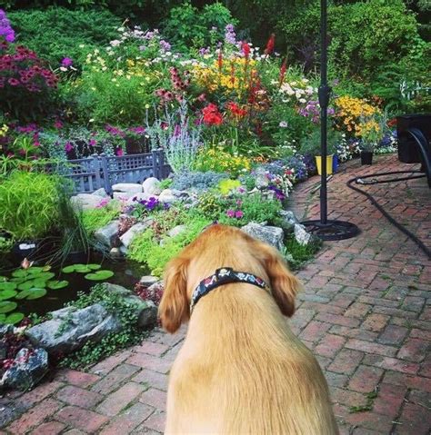 Dont Forget To Stop And Smell The Roses 🌹 Rgoldenretrievers