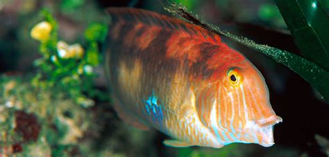 Do Sharks In Aquariums Eat Other Fish? - Aquariumia