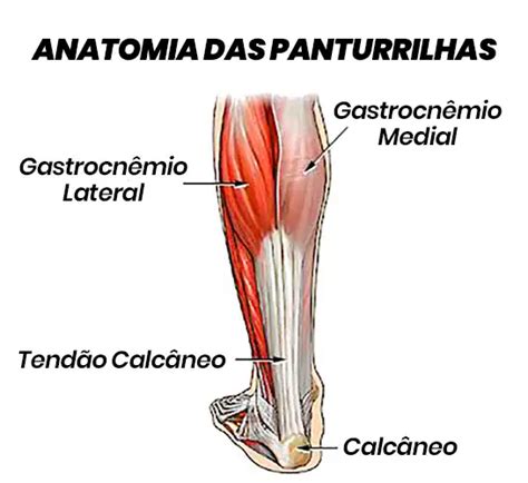 Onde É A Panturrilha - Musculos Anteriores Da Panturrilha