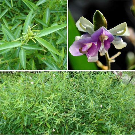 Portal Cool 50 Semi Codariocalyx Motorius-Desmodium gyrans, Dance ...