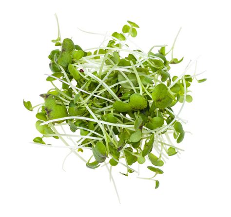Mustard Cress Order Online Fisher Of Newbury