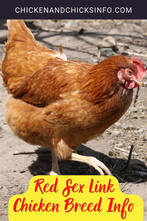 Red Sex Link Chicken Breed Info Where To Buy Chicken Chicks Info
