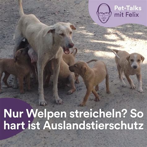 Tierschutz Im Ausland Nur Pflegen Und Kuscheln