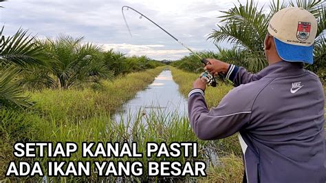 Mancing Ikan Gabus Penghuni Kanal Di Gang Sawit YouTube