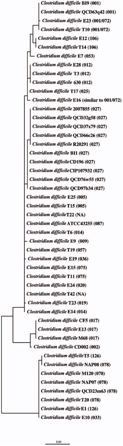 Figure 1 From Sequence Similarity Of Clostridium Difficile Strains By