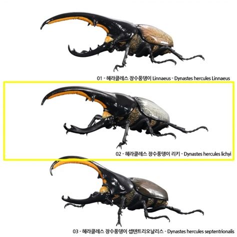 dynastes hercules lichyi
