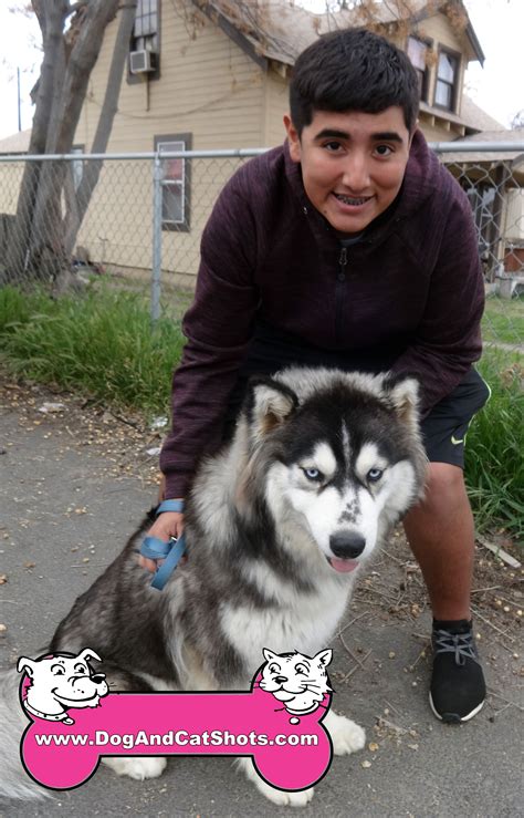 How Much Do Siberian Huskies Cost In California