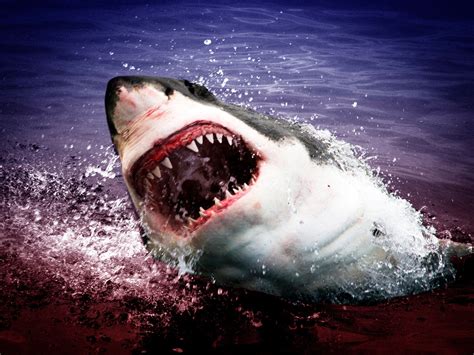 Why Do Sharks Attack Humans
