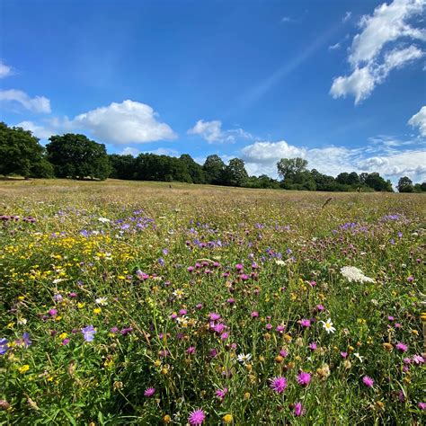 Hampstead Heath information about conservation and volunteering in the