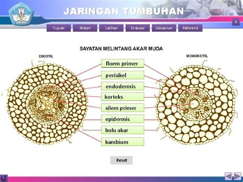 Jaringan Tumbuhan X Tujuan Materi Latihan Evaluasi Glosarium
