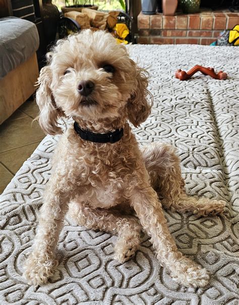 Why does my toy poodle sit like Kermit the Frog? : r/poodles