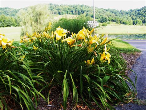 Jeff's summertime garden in Tennessee, Day 2 - Fine Gardening