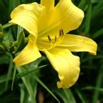 Hemerocallis Summer Wine De Vroomen Garden Products Professional