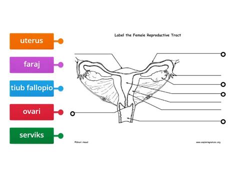 Biologi 151 Sistem Pembiakan Perempuan Labelled Diagram